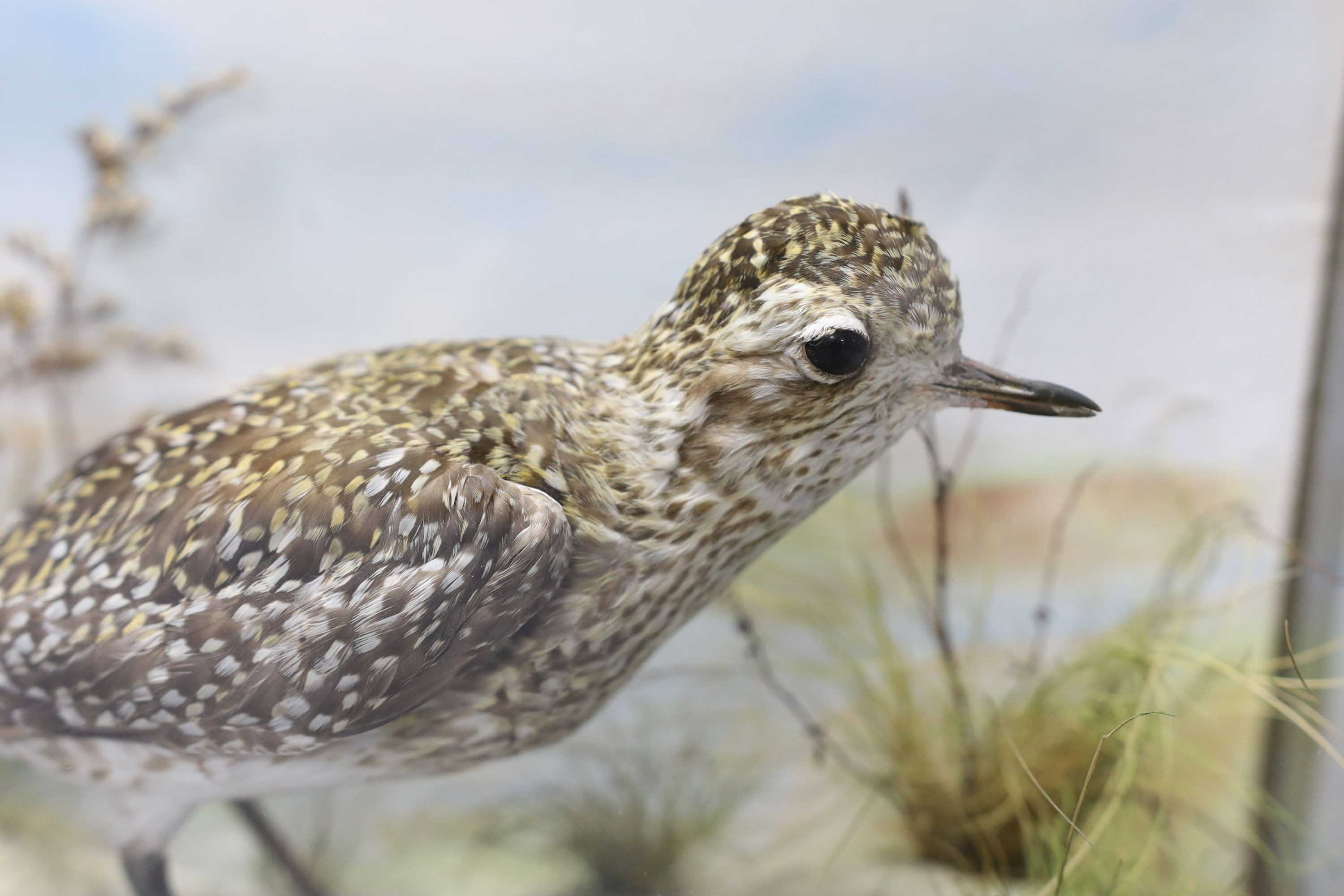 An early 20th century cased taxidermic Golden Plover, case 37cm wide